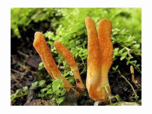  Кордицепс Военный (Cordyceps Militaris) 